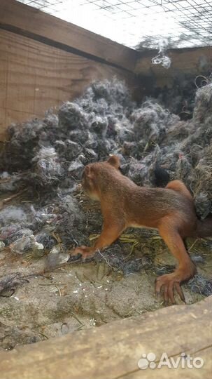 Белка, бельчата. Вольерные