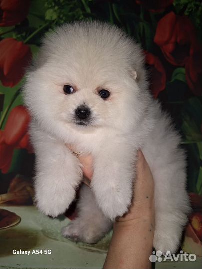 Шпиц мальчик и девочки