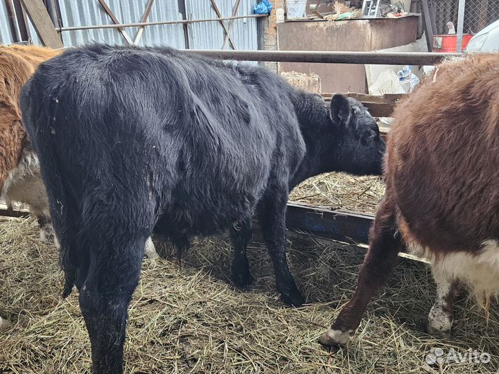 Бычки и быки