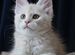 Котенок мейн-кун красный серебряный