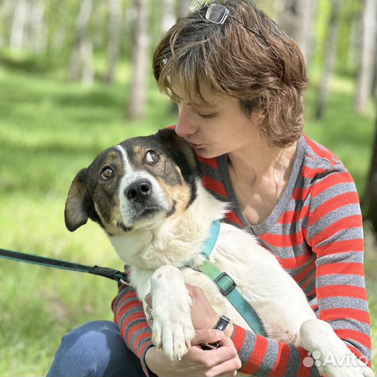 Пёсик удивительной доброты оказался в приюте