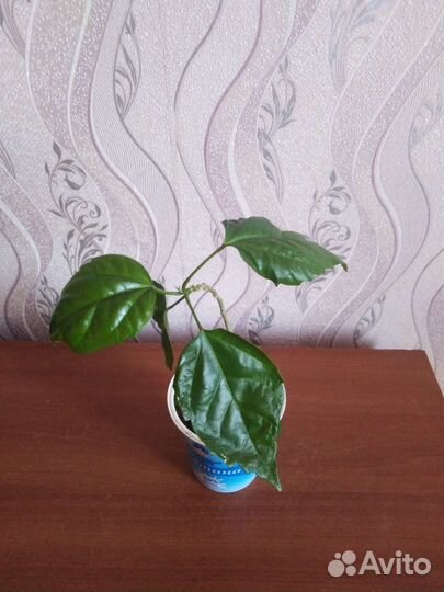 Гибискус (китайская роза)