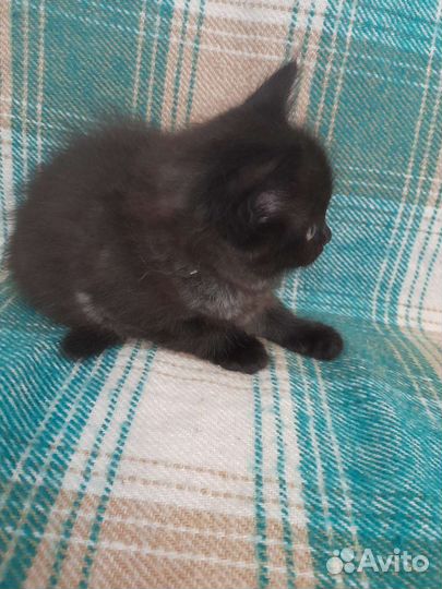 Котенок девочка в дар