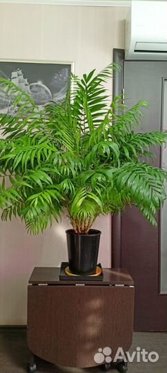 Пальма хамедорея