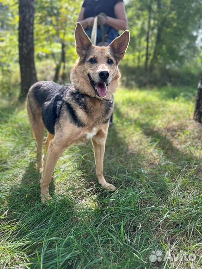 Чудесная собака из приюта