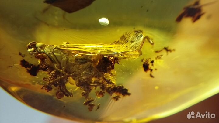 Натуральный янтарь с инклюзом, цикада