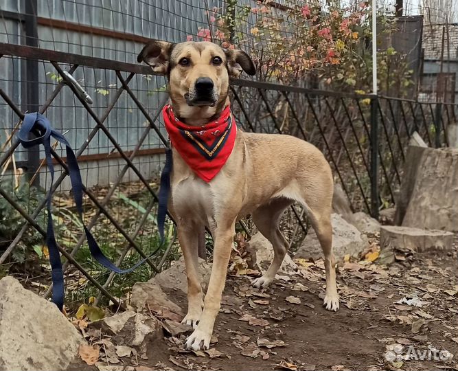 В добрые руки умница Сьюзи