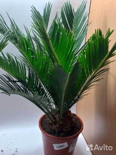 Цикас революта