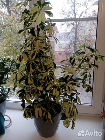Комнатные цветы шефлера и кротон