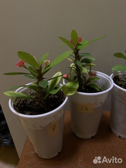 Молочай миля