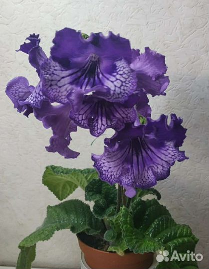 Стрептокарпус, подарок