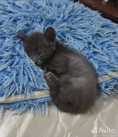 Котёнок 1,5 месяца