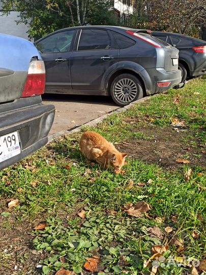 Рыжий котик ищет дом