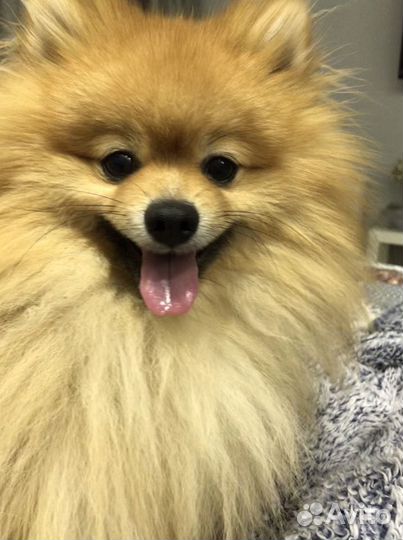 Вязка: высокопородистый, элитный кобель с родослов