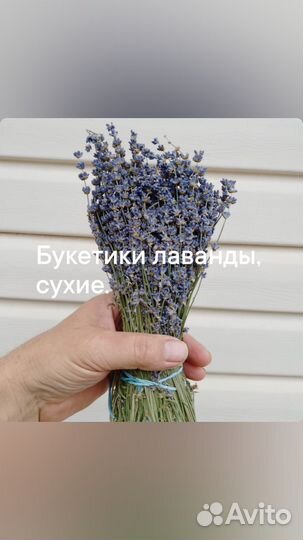 Букет лаванды