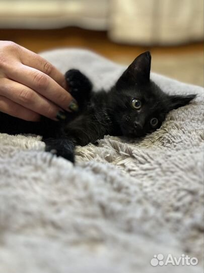 Черный котенок