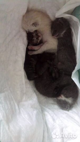 Кошки в добрые руки бесплатно