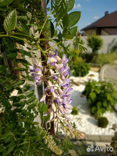 Глициния (вистерия) морозостойкая Blue Moon