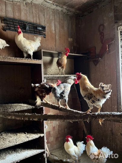 Молодые петухи