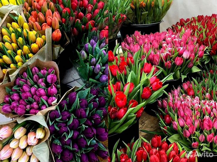 Тюльпаны оптом под заказ