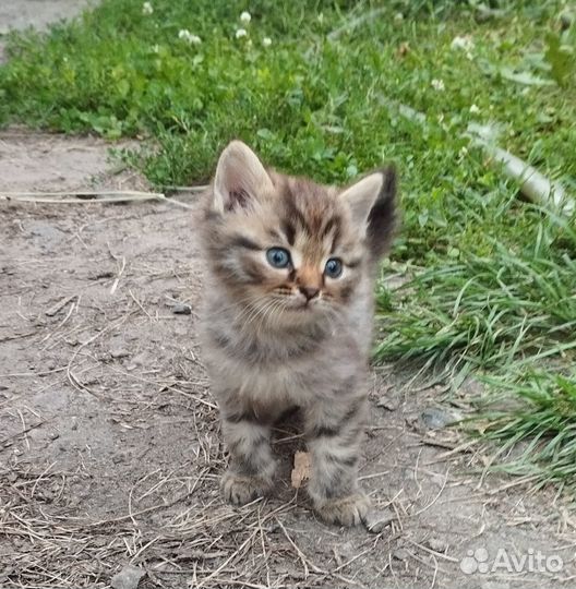 Котята отдам бесплатно