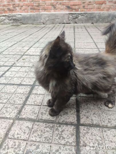 Отдам бесплатно котят