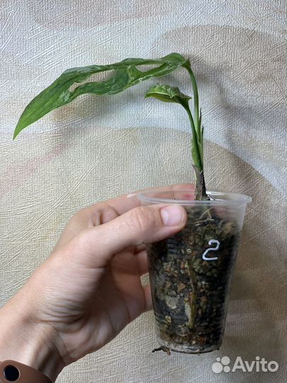 Монстера адансона индо минт