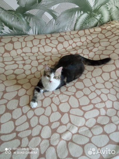 Кот в добрые руки бесплатно