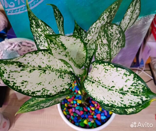 Аглаонема Фёст Даймонд цветы комнатные