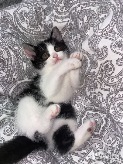 Котенок девочка бесплатно