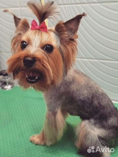 Стрижка собак и кошек. (+Выгул собак+зооняня)