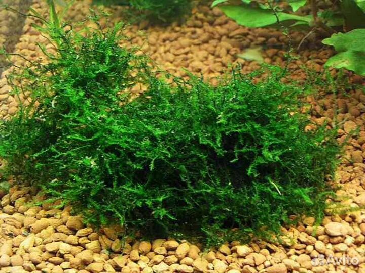 Продаю растения для аквариума