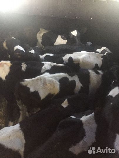 Бычки телята