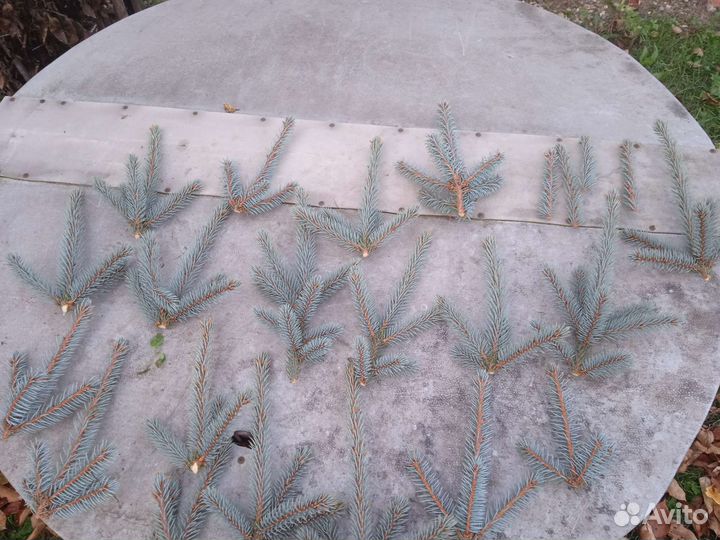 Декоративные ветки