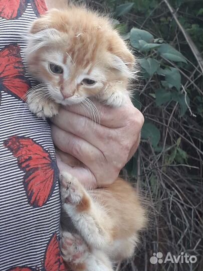 Котята в добрые руки бесплатно