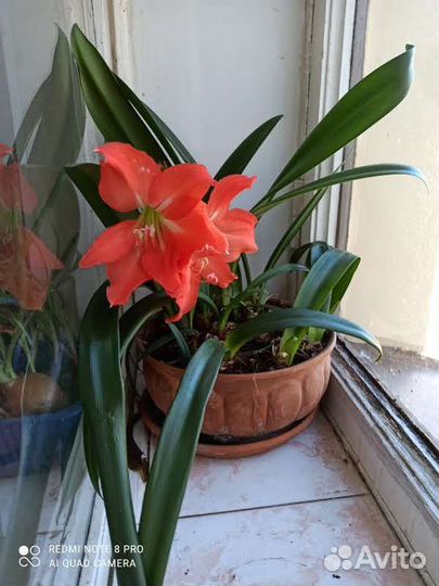 Кливия,амариллис