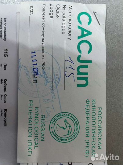 Собака для вязки