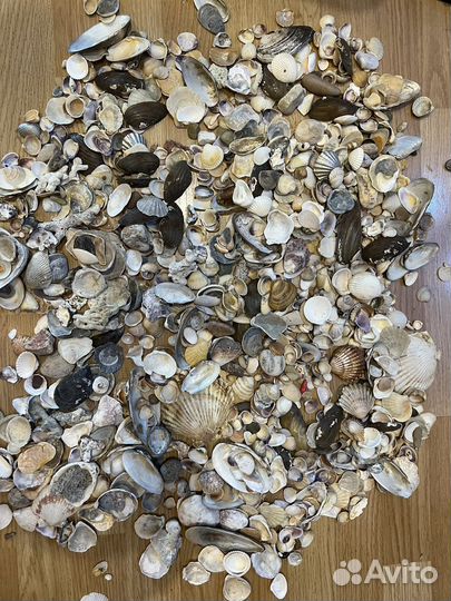 Ракушки для дизайна и творчества
