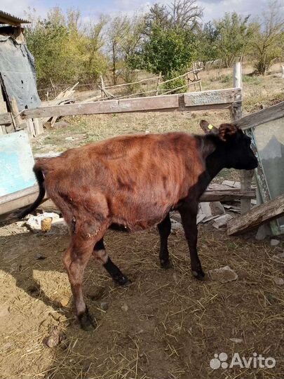 Коровы и телята