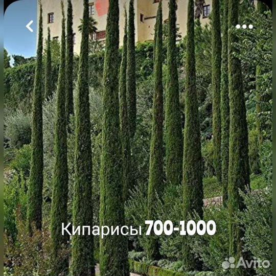 Криптомерия,ногоплодник,кипарис,тис,питтоспорум