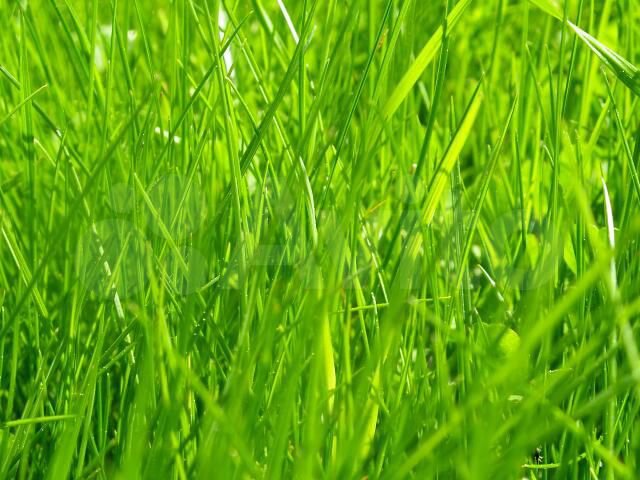 Участок 6 сот. (СНТ, ДНП)