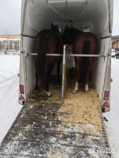 Коневоз,скотовоз,перевозка животных