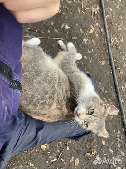 Кошка изумительная охотница