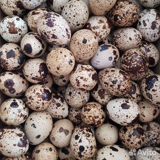 Яйца перепелиные домашние