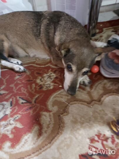 Собака ищет дом