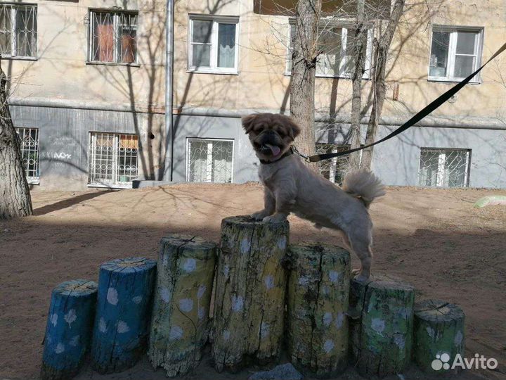 Вязка пекинес