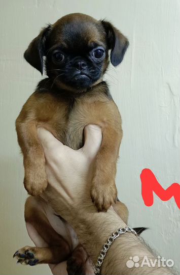 Пти-Брабансончики