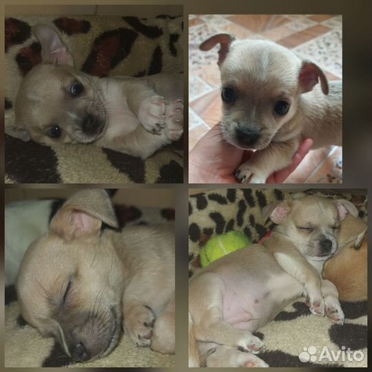 Щенки чихуахуа