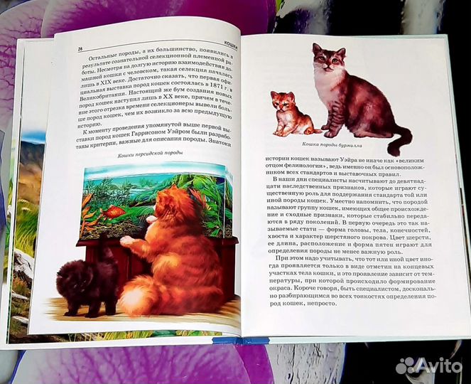 Школьный путеводитель Кошки