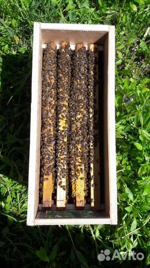 Пчелопакеты бакфаст, карника, карпатка